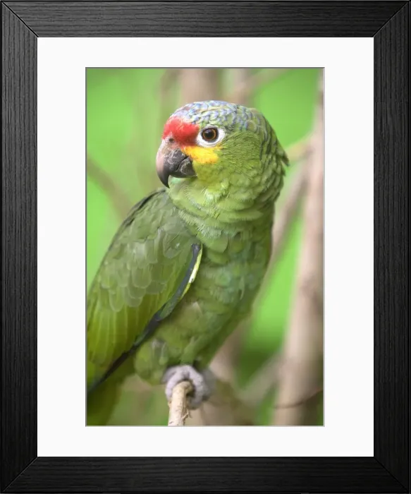 Framed Print : Picture No. 10887139 Framed Print : Picture No. 10887139