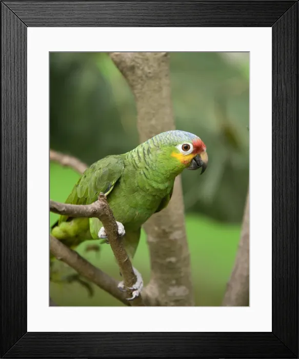 Framed Print : Picture No. 10887141
