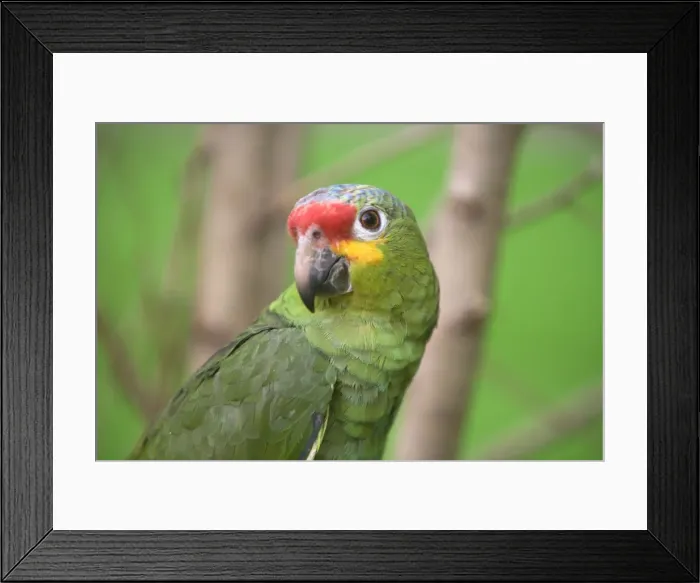 Framed Print : Picture No. 10887138 Framed Print : Picture No. 10887138