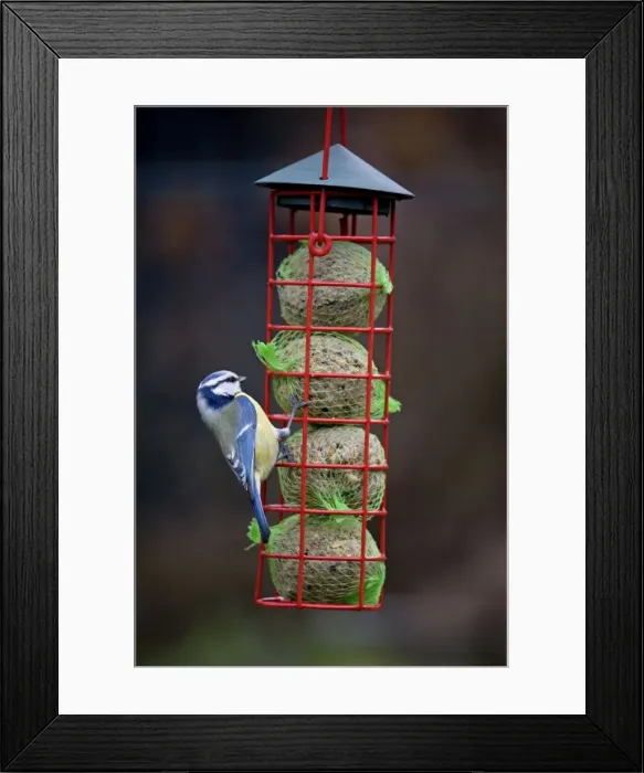 Framed Print : Picture No. 10887151 Framed Print : Picture No. 10887151