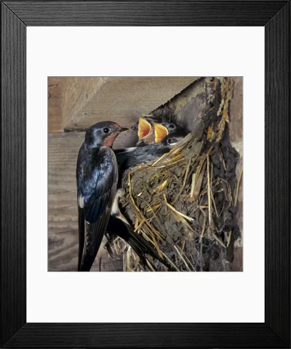 Framed Print : Picture No. 10887156 Framed Print : Picture No. 10887156