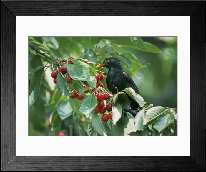 Framed Print : Picture No. 10887164 Framed Print : Picture No. 10887164