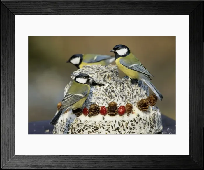 Framed Print : Picture No. 10887162