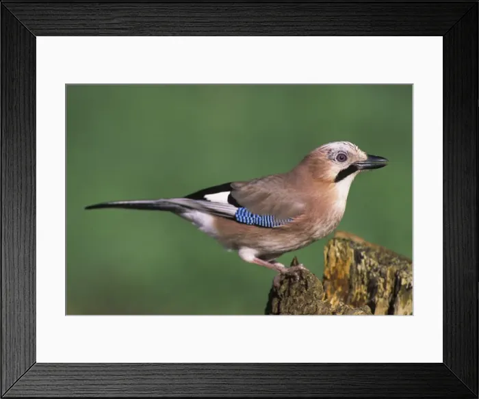Framed Print : Picture No. 10887166