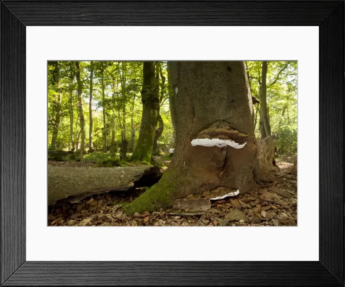 Framed Print : Picture No. 10887172 Framed Print : Picture No. 10887172