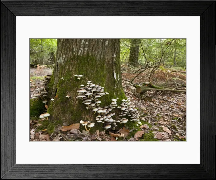 Framed Print : Picture No. 10887168 Framed Print : Picture No. 10887168