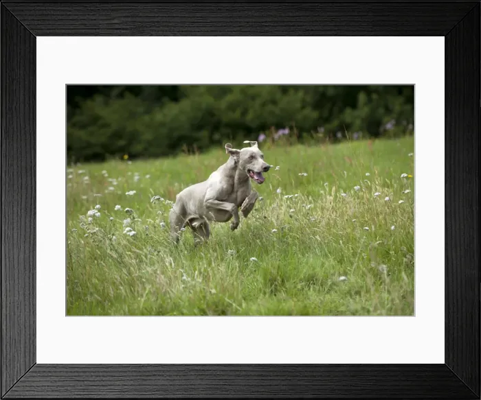 Framed Print : Picture No. 10887459 Framed Print : Picture No. 10887459
