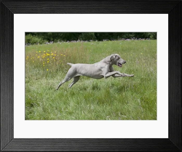 Framed Print : Picture No. 10887458 Framed Print : Picture No. 10887458