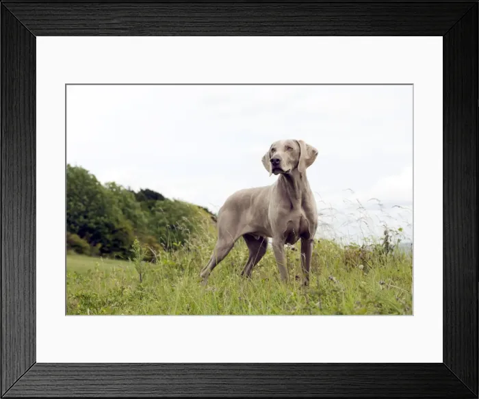 Framed Print : Picture No. 10887466 Framed Print : Picture No. 10887466
