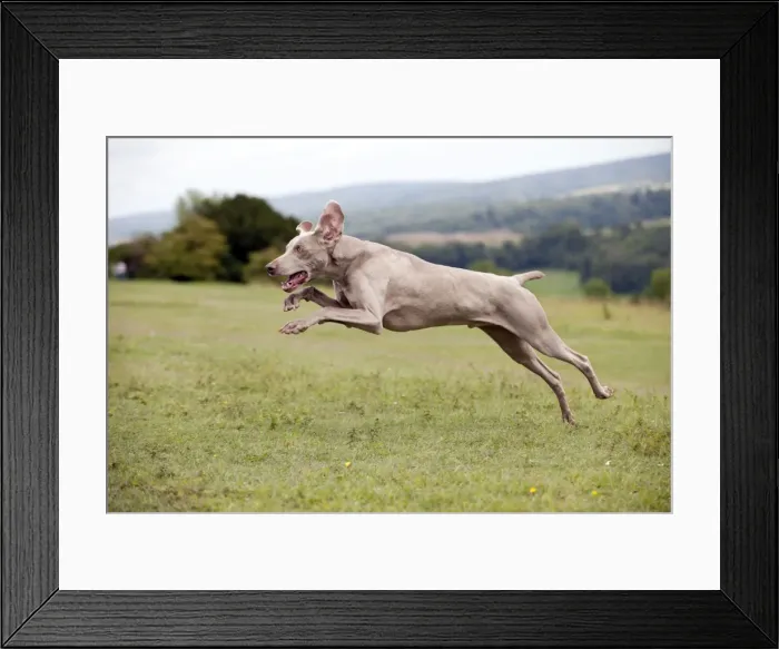 Framed Print : Picture No. 10887467 Framed Print : Picture No. 10887467
