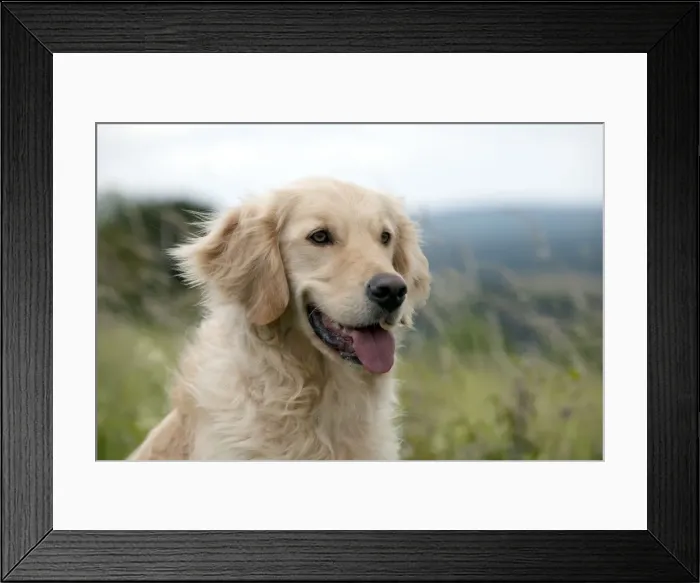 Framed Print : Picture No. 10887469 Framed Print : Picture No. 10887469
