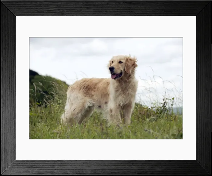 Framed Print : Picture No. 10887468 Framed Print : Picture No. 10887468