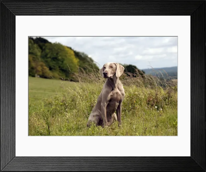 Framed Print : Picture No. 10887464 Framed Print : Picture No. 10887464