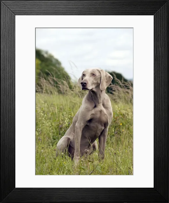 Framed Print : Picture No. 10887465 Framed Print : Picture No. 10887465