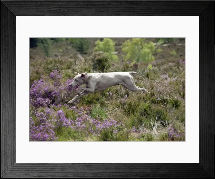 Framed Print : Picture No. 10887462 Framed Print : Picture No. 10887462