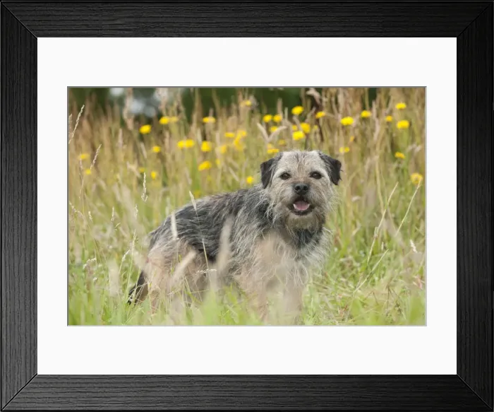 Framed Print : Picture No. 10887473 Framed Print : Picture No. 10887473
