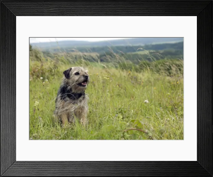 Framed Print : Picture No. 10887476 Framed Print : Picture No. 10887476