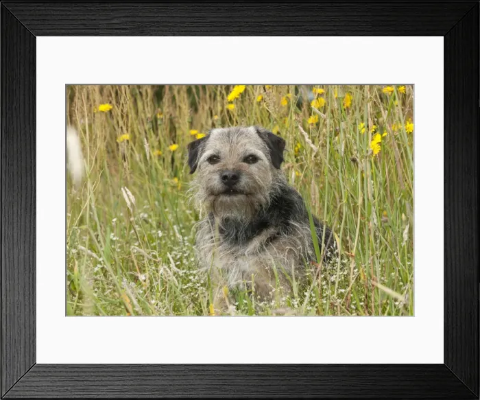 Framed Print : Picture No. 10887474 Framed Print : Picture No. 10887474