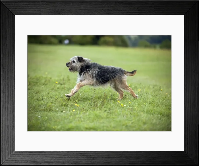 Framed Print : Picture No. 10887477 Framed Print : Picture No. 10887477