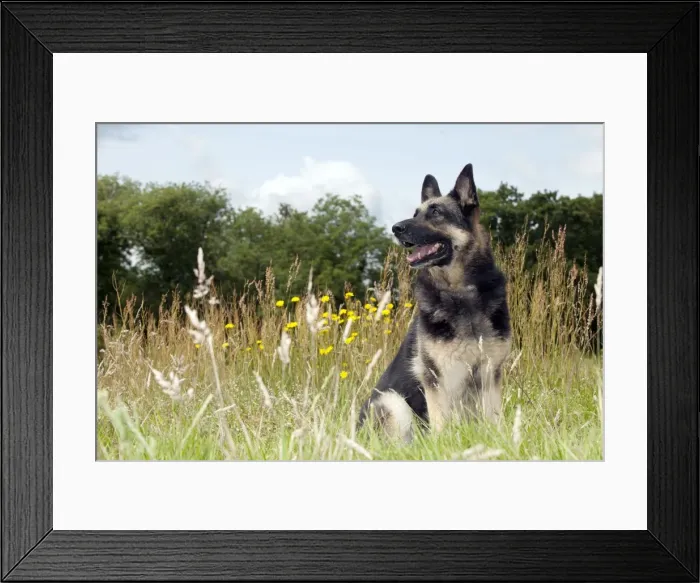Framed Print : Picture No. 10887478 Framed Print : Picture No. 10887478
