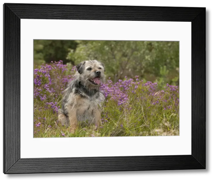 Framed Print : Picture No. 10887475 Framed Print : Picture No. 10887475
