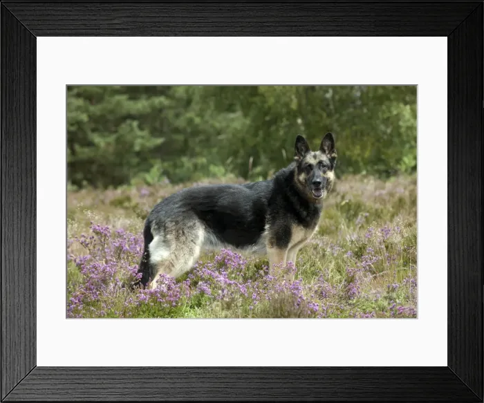 Framed Print : Picture No. 10887480