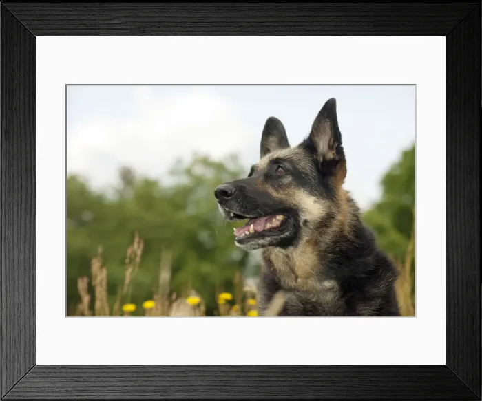 Framed Print : Picture No. 10887479 Framed Print : Picture No. 10887479