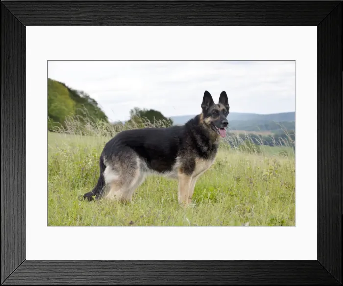 Framed Print : Picture No. 10887484 Framed Print : Picture No. 10887484