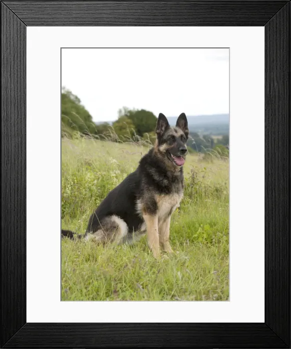 Framed Print : Picture No. 10887485 Framed Print : Picture No. 10887485