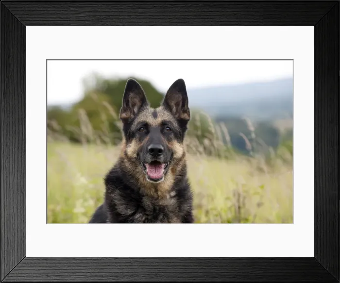 Framed Print : Picture No. 10887486 Framed Print : Picture No. 10887486