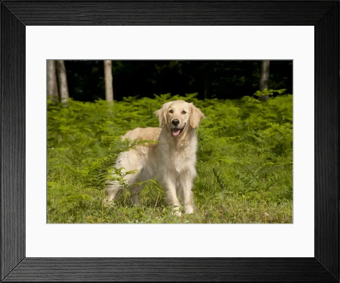 Framed Print : Picture No. 10887488 Framed Print : Picture No. 10887488