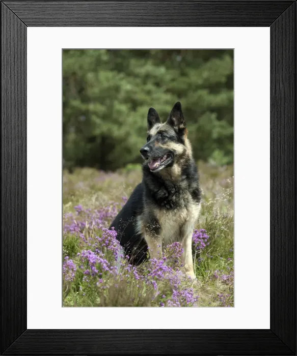Framed Print : Picture No. 10887482 Framed Print : Picture No. 10887482