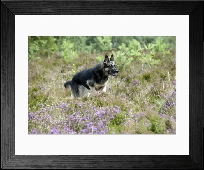 Framed Print : Picture No. 10887483 Framed Print : Picture No. 10887483