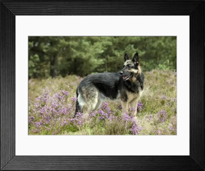Framed Print : Picture No. 10887481 Framed Print : Picture No. 10887481