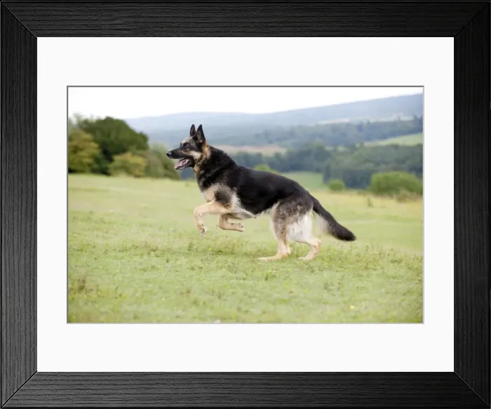 Framed Print : Picture No. 10887487