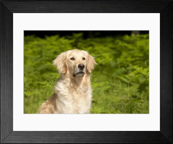 Framed Print : Picture No. 10887489 Framed Print : Picture No. 10887489