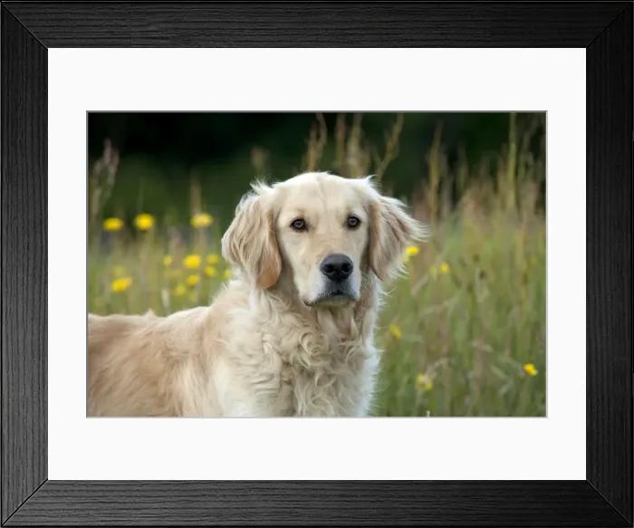 Framed Print : Picture No. 10887491 Framed Print : Picture No. 10887491