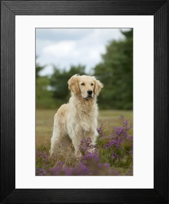 Framed Print : Picture No. 10887496 Framed Print : Picture No. 10887496