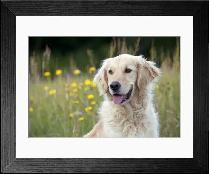 Framed Print : Picture No. 10887492 Framed Print : Picture No. 10887492