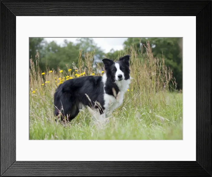 Framed Print : Picture No. 10887498