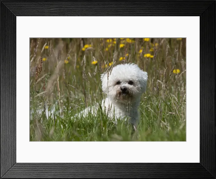 Framed Print : Picture No. 10887511 Framed Print : Picture No. 10887511