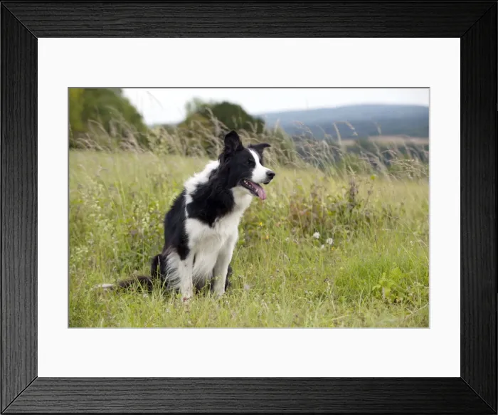 Framed Print : Picture No. 10887508 Framed Print : Picture No. 10887508