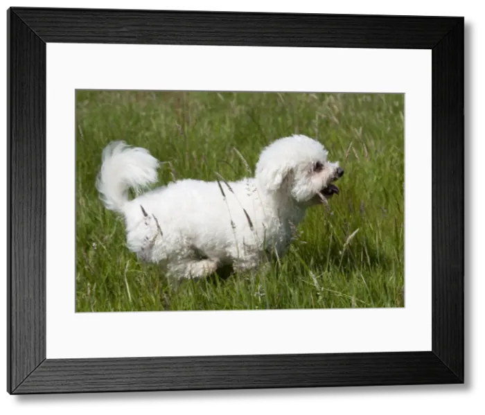 Framed Print : Picture No. 10887512 Framed Print : Picture No. 10887512