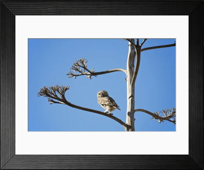 Framed Print : Picture No. 10887580 Framed Print : Picture No. 10887580