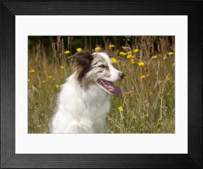 Framed Print : Picture No. 10887591 Framed Print : Picture No. 10887591