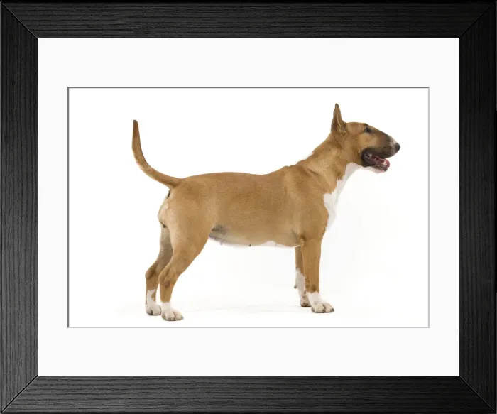 Framed Print : Picture No. 10887594 Framed Print : Picture No. 10887594