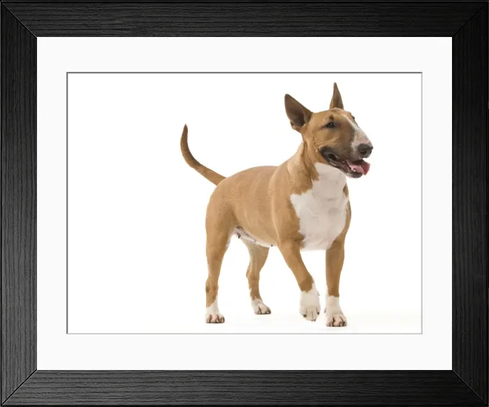 Framed Print : Picture No. 10887596 Framed Print : Picture No. 10887596
