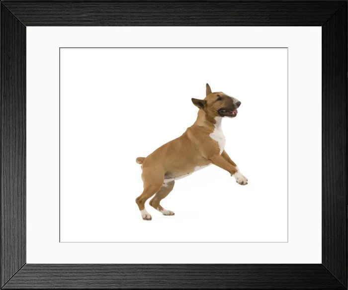 Framed Print : Picture No. 10887599 Framed Print : Picture No. 10887599