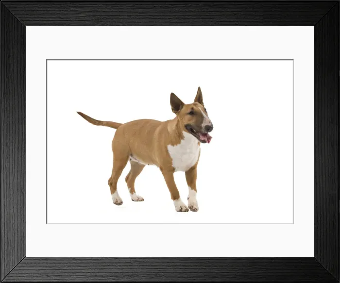 Framed Print : Picture No. 10887600 Framed Print : Picture No. 10887600