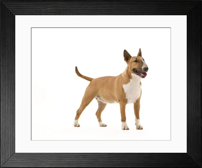 Framed Print : Picture No. 10887595 Framed Print : Picture No. 10887595